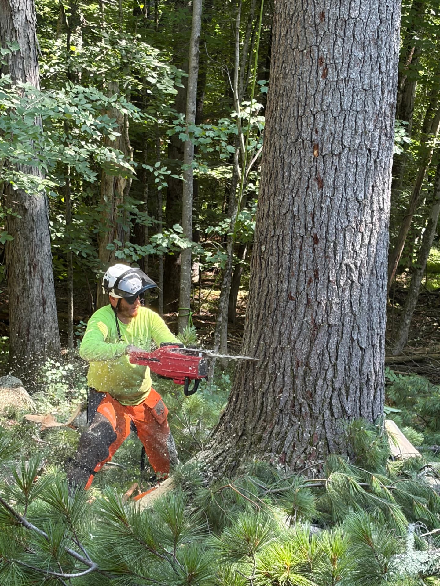 Hazard Pine Removal Over Driveway