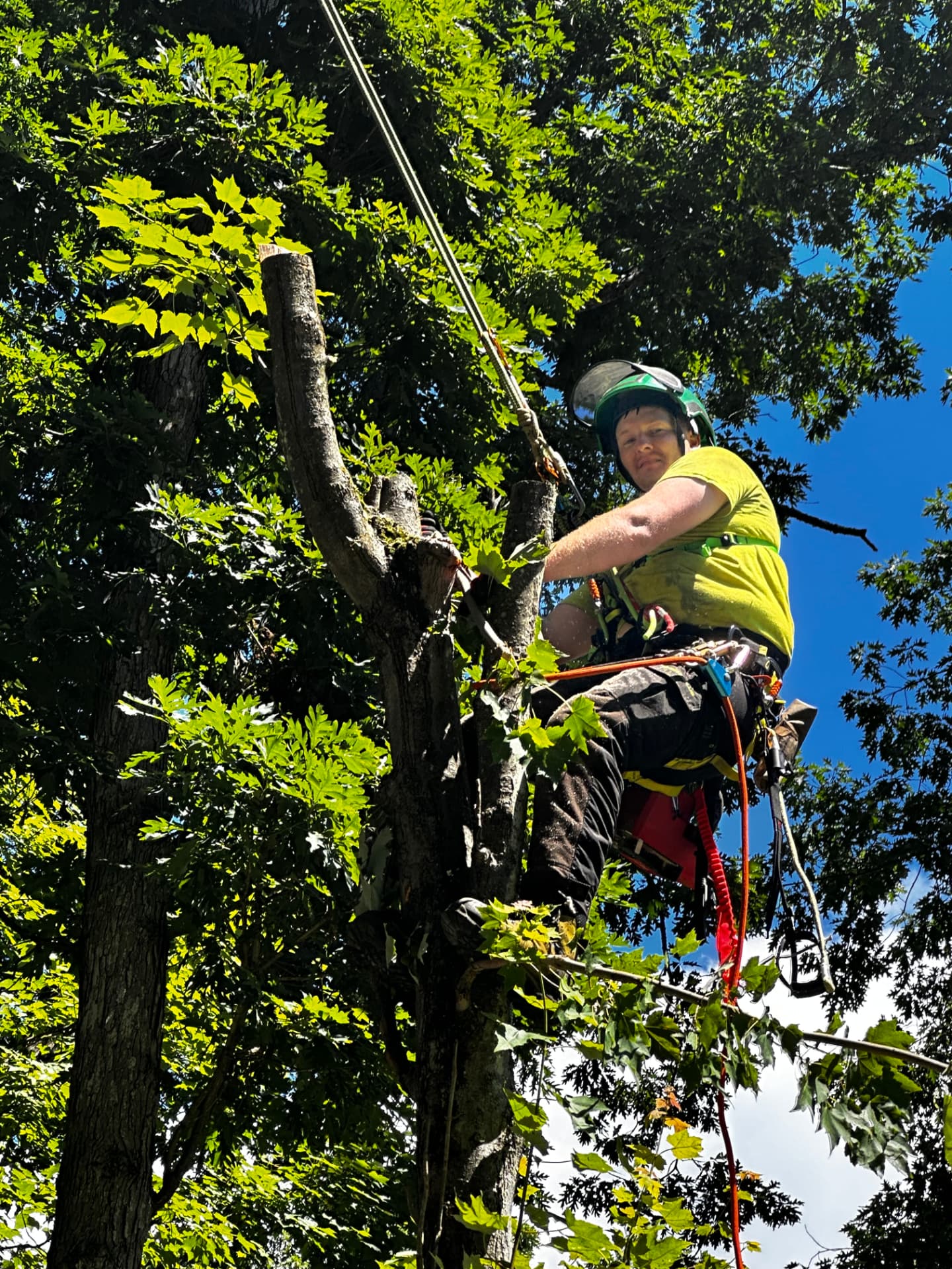 Climbing Work on a Mature Oak
