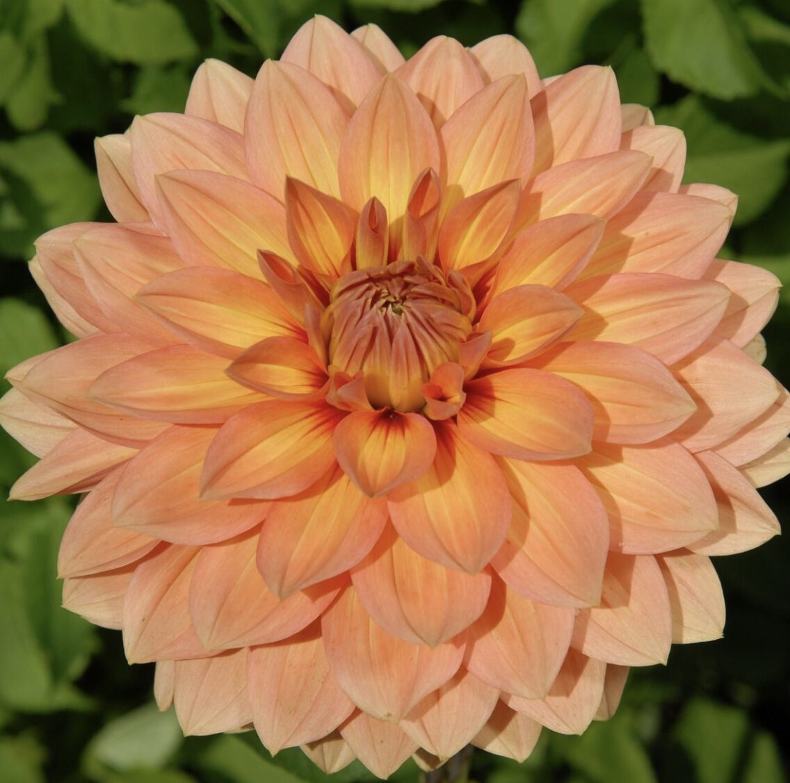 Peach and orange dahlia