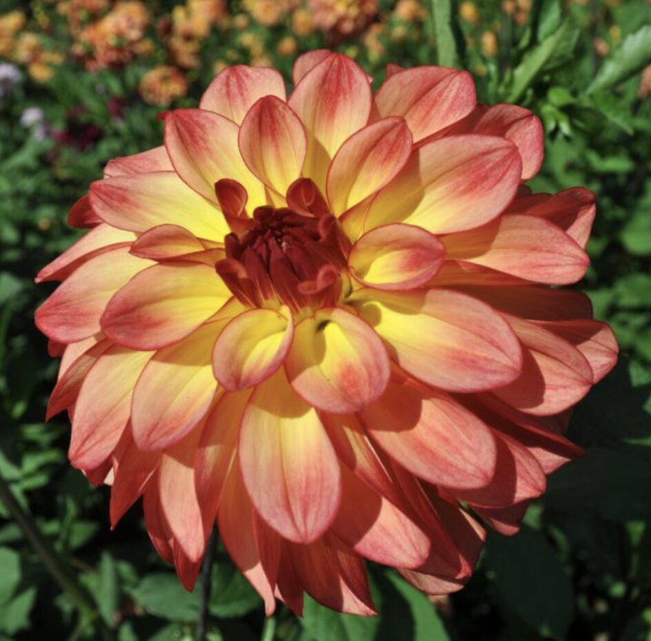 Red and yellow dahlia