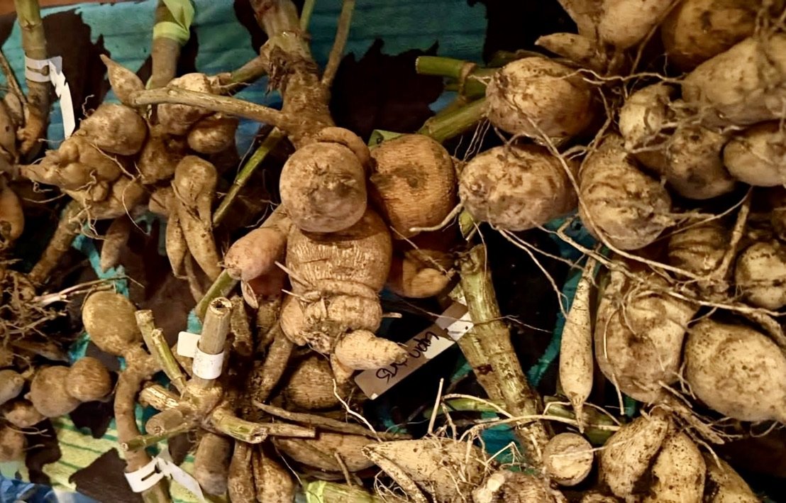Dahlia Tubers