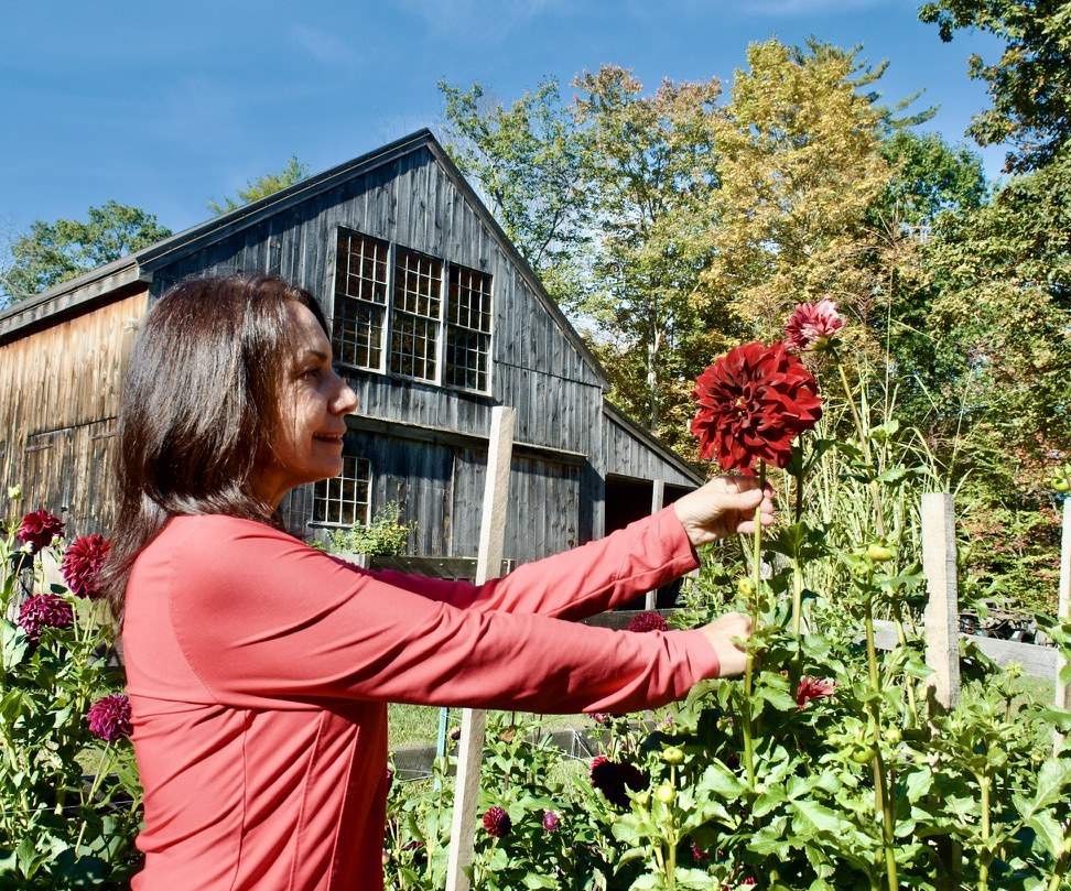Debi picking a deep red dahlia in front of the barn